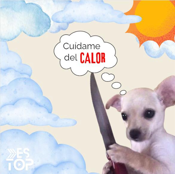 ¡Acuérdate de cuidar a tu lomito en esta temporada de calor! 🐕🐶☀️